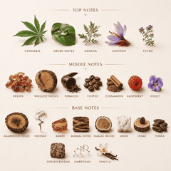 Cannabis Amber