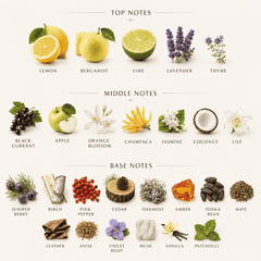 Citrusy & Fizzy